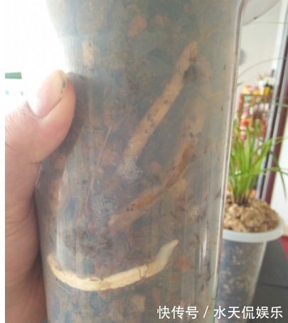 紫砂|“兰花”怎么养做好5点,叶子油绿,开花多,又香又好看!