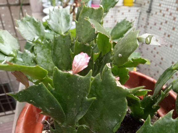 蟹爪兰怎么养才能开花蟹爪兰催花小妙招,养好了一年可开3次