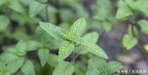 天气炎热,农民婆婆说,多吃这一物,有清热解毒、解暑功效