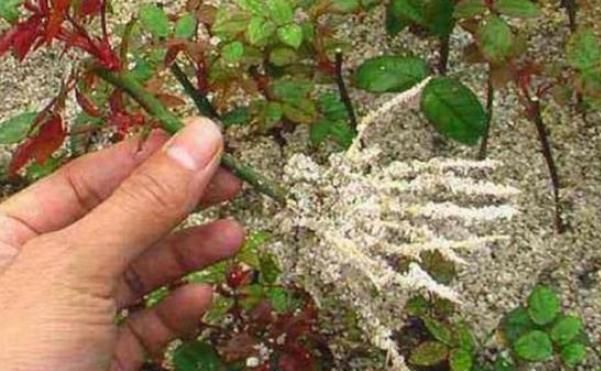 家家都有的5种“生根水”,不花1分钱,没想到泡泡就能长出大白根