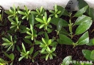 生根|3种花很贵,买不起就不用买,扦插一根枝条,就能开花大半年!