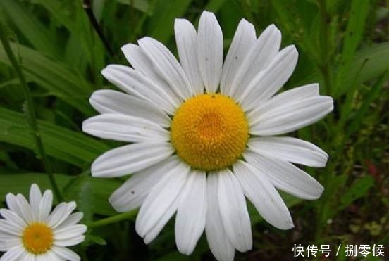 喜欢养玫瑰,不妨养“珍稀玫瑰”宠爱小姐,金蕊红衣,格外靓丽!