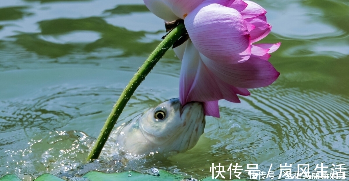 水面|夏季浮钓草鱼新方式，比钓鱼更容易钓获草鱼，装备非常简单