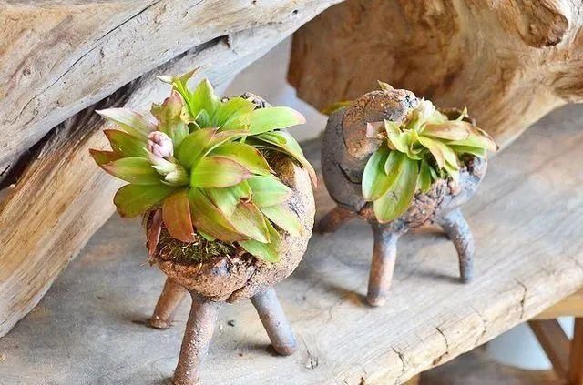 山野草，也高雅！