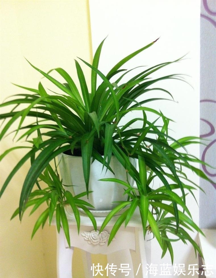 吊兰|养吊兰有“妙招”，浇水摻点“小颗粒”，2月长出“水晶根”