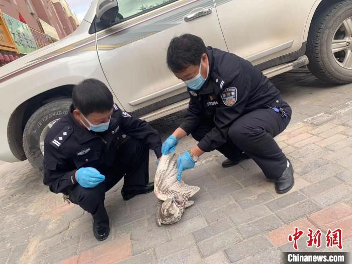 国家一级保护动物|国家一级保护动物猎隼受伤 内蒙古警方送医救治