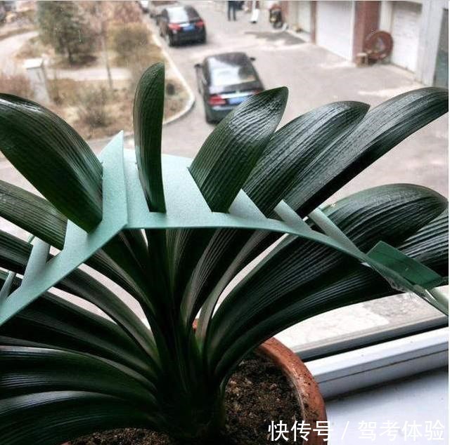 养君子兰看“叶子”,水多水少有信号,养起来方便多了!