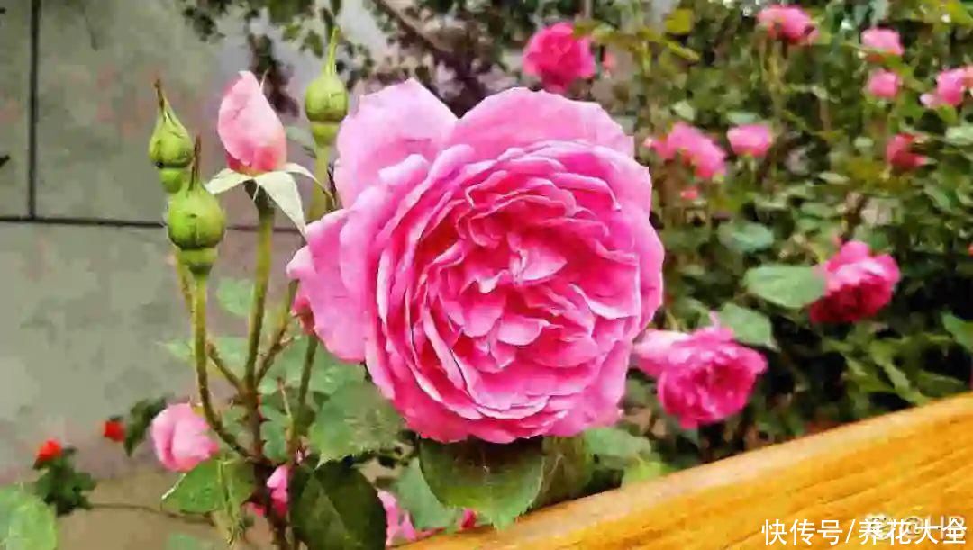  开花|开花时间PK，秋海棠第二，就没花敢称第一