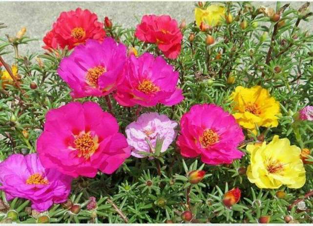 太阳再大也晒不死,夏天养这花,扔阳台就爆盆,花开半年从夏到秋