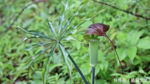 农村常见的一种野菜，对于风湿性关节炎、鼻炎等症状有不错的效果