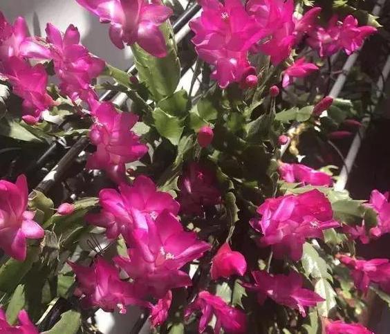 秋养长寿花、蟹爪兰，3方面打好基础，9、10月就能嗖嗖开花