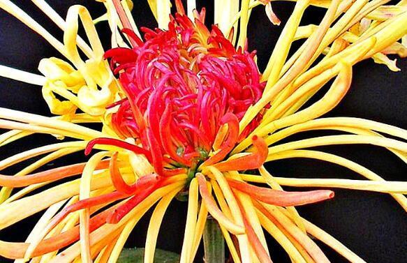 养盆菊花在家中就选“它”开花颜色如朝霞赤焰,花姿高贵典雅