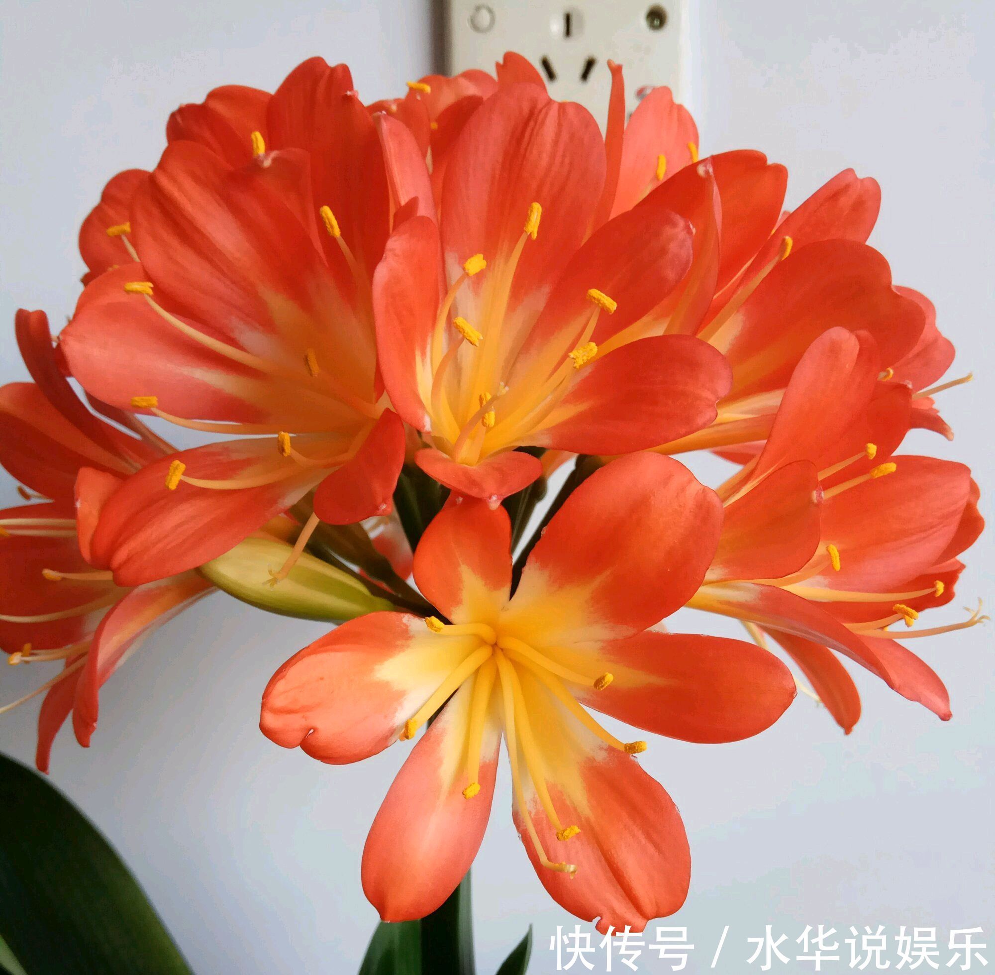 一个月|老婆从垃圾堆捡来烂根的君子兰,只要3小步,一个月后发根很惊喜