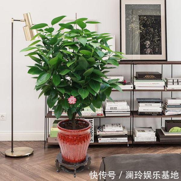 4种花很吉祥，再不喜欢也要养一盆，看着就富贵，空气一级棒