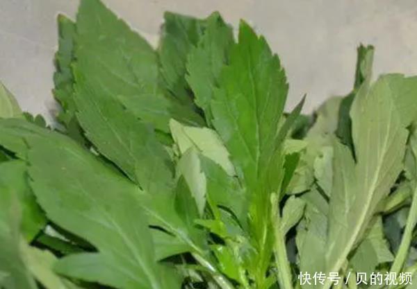  “埋没在农村”的抗癌野菜，比蒲公英好100倍，城里人都不认识