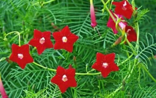  漂亮|4种花人见人爱，插枝就能活，全年开花，漂亮又喜庆，室内也能养