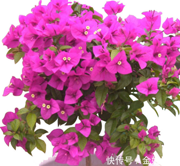 六种全年都开花不断的花卉,喜欢赏花的你怎能错过!