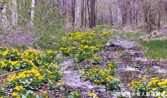 野菜|长在溪边无人识,叶子却极珍贵,俗称“驴蹄菜”,别忽视