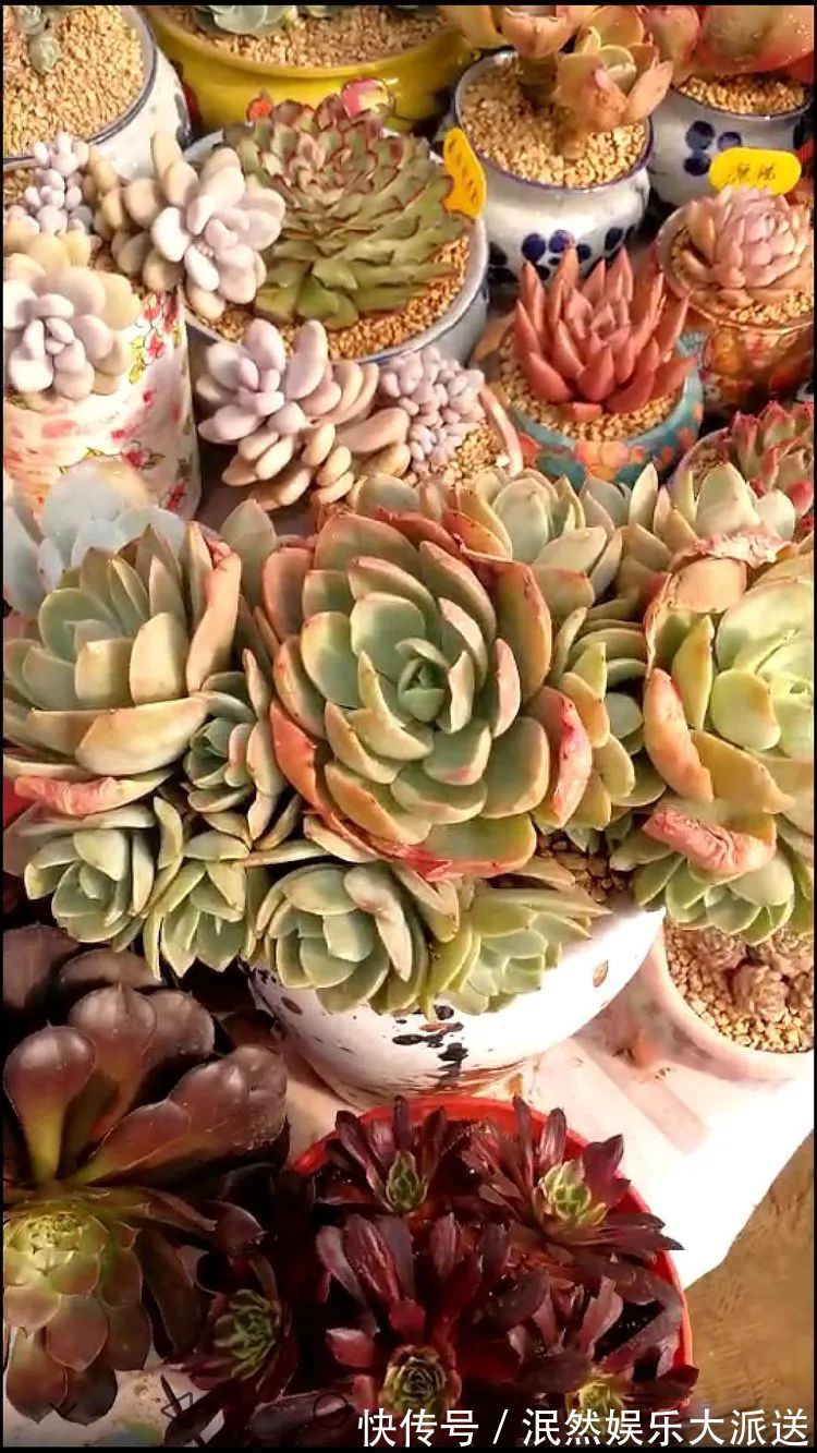 蚧壳虫|为肉痴狂!多肉植物也会用最美的容颜报答我们的勤劳付出!