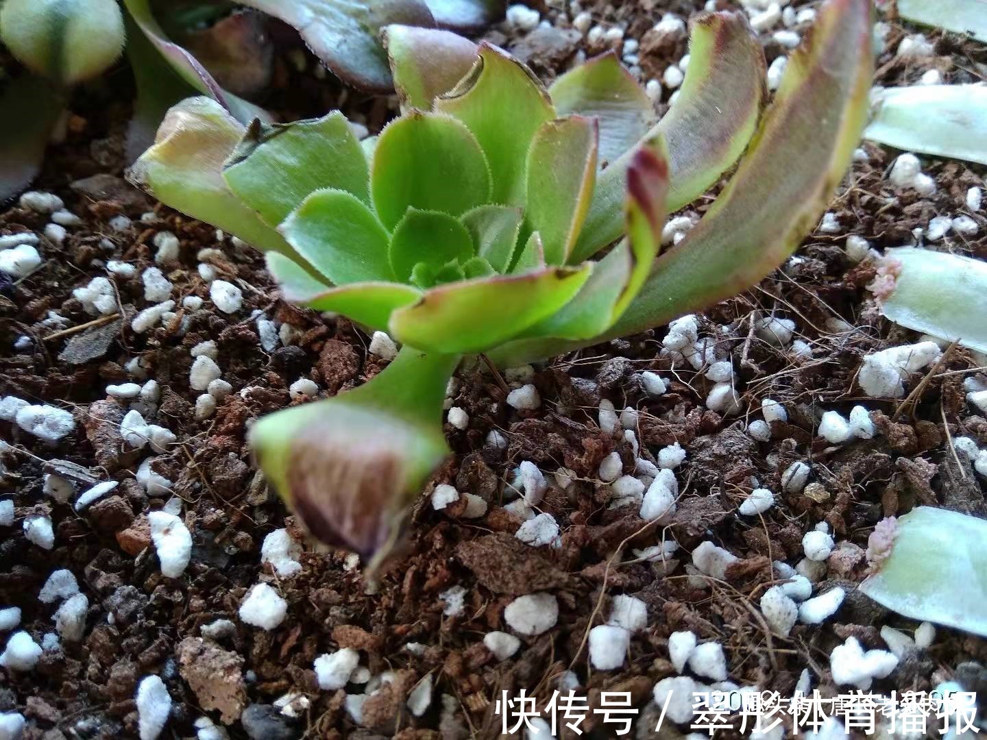 砍头苗|多肉欧佳丽法师太贵?秋天可以入手小苗,照我的方法养活没啥问题