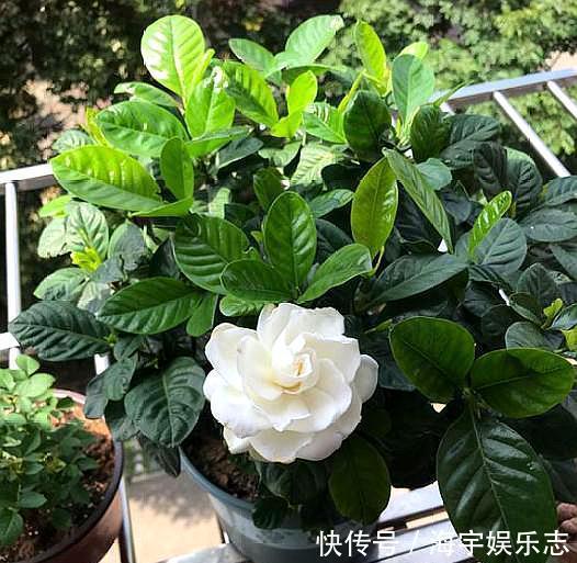 养栀子花,记住“8个字”,永远不黄叶,叶片油绿,枝头窜满花苞