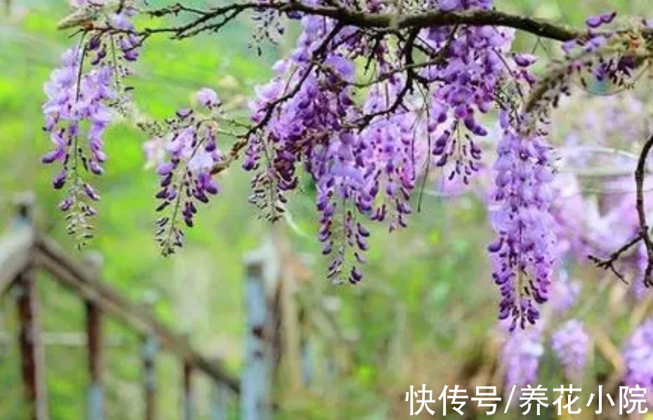 适合栽院子里的5种花，开花漂亮又好养，冬天不怕冻