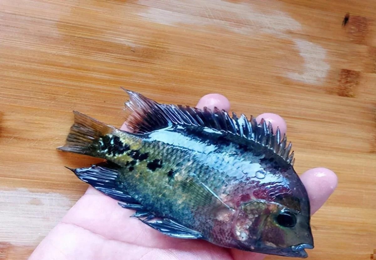 小伙钓鱼，鱼钩一沉以为是个大家伙，拉起钩来却从来没见过