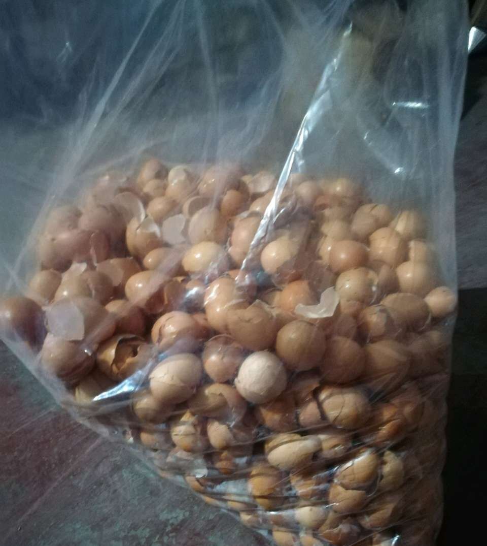 养花|正确用鸡蛋壳施肥,别让蛋壳在花盆里既发挥不了肥效还招虫子