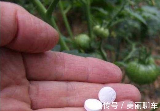 一毛钱的小东西,碾碎了浇花长势壮,扦插生根快,开花一倍