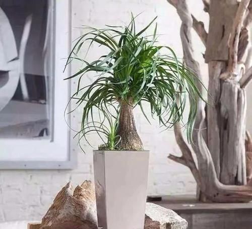 酒瓶兰|适合男人养的四种花,大气又稳重,旺财又旺运,早看早知道!