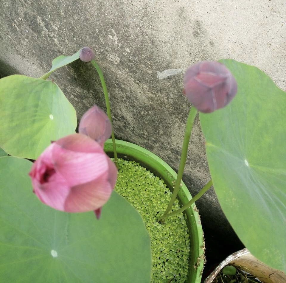  建议大家|盼着雨天来，4种花“淋淋雨”，蹭蹭长爆盆，比施肥还长得快