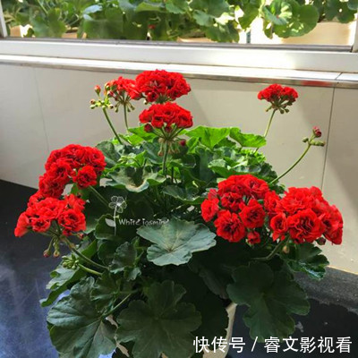 阳台|阳台种了30多种天竺葵,美不胜收,客人来了都舍不得走