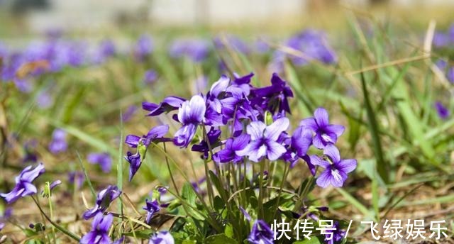 养花|花友养了40年花，唯独对“铁线莲”情有独钟，花开令人惊艳！