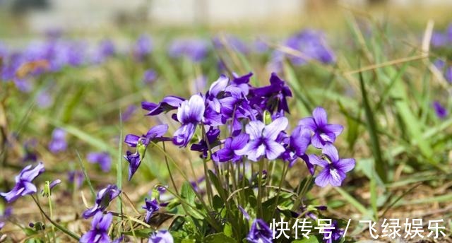 花友养了40年花,唯独对“铁线莲”情有独钟,花开令人惊艳!