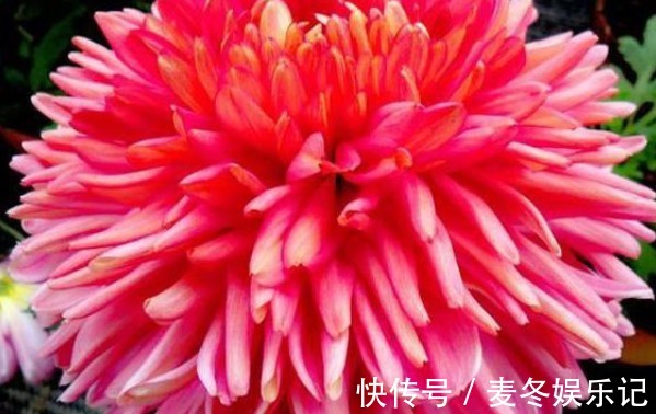 新手养花，不如养盆花中珍品“灯光荷”，花大色艳，高贵优雅