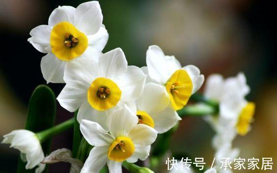 长寿花|农历8月2日开始，养花养个耐看的，开花爆盆花期长，耐晒又耐热