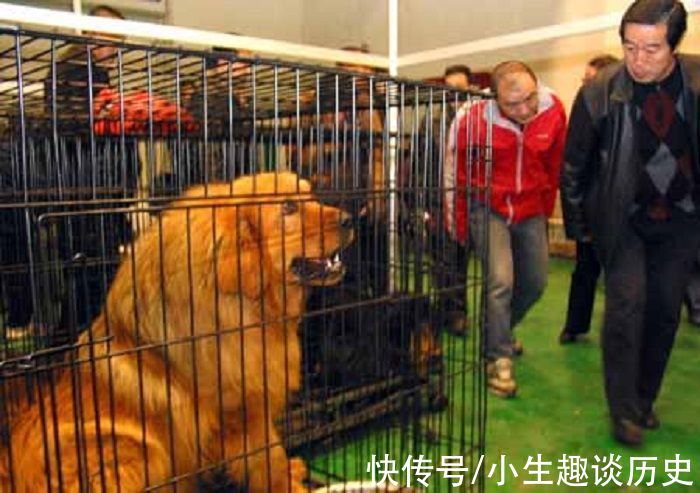 马家军|马家军教练马俊仁：跌下神坛后养狗赚千万，年过70重返俱乐部执教