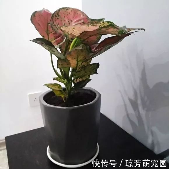 5种花不要“乱晒”,越晒叶越黄,小心晒一盆死一盆!