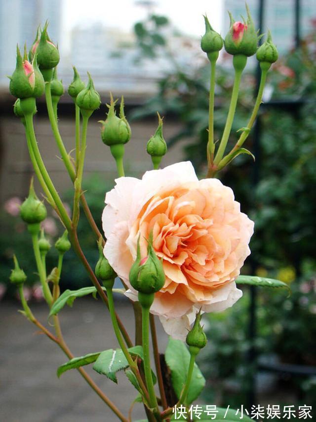 花苞|月季出现僵苗怎么办3个简单小方法，新芽花苞蹭蹭冒，开花99朵