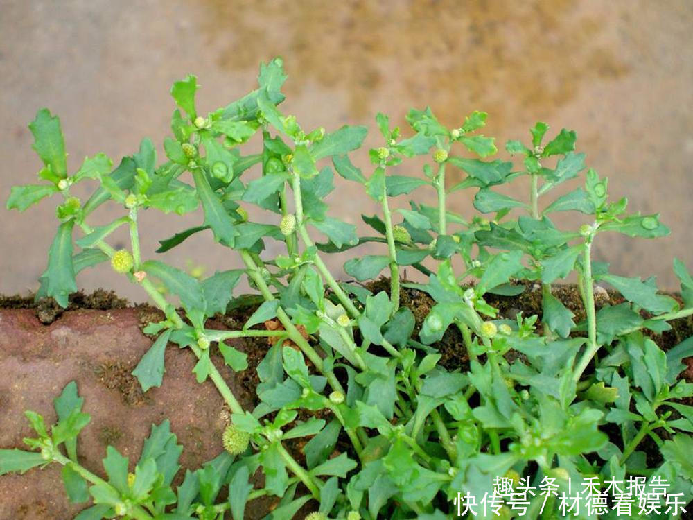 价值|农田里一大害草，但价值很高，是民间治鼻炎良药，人称“鹅不食”