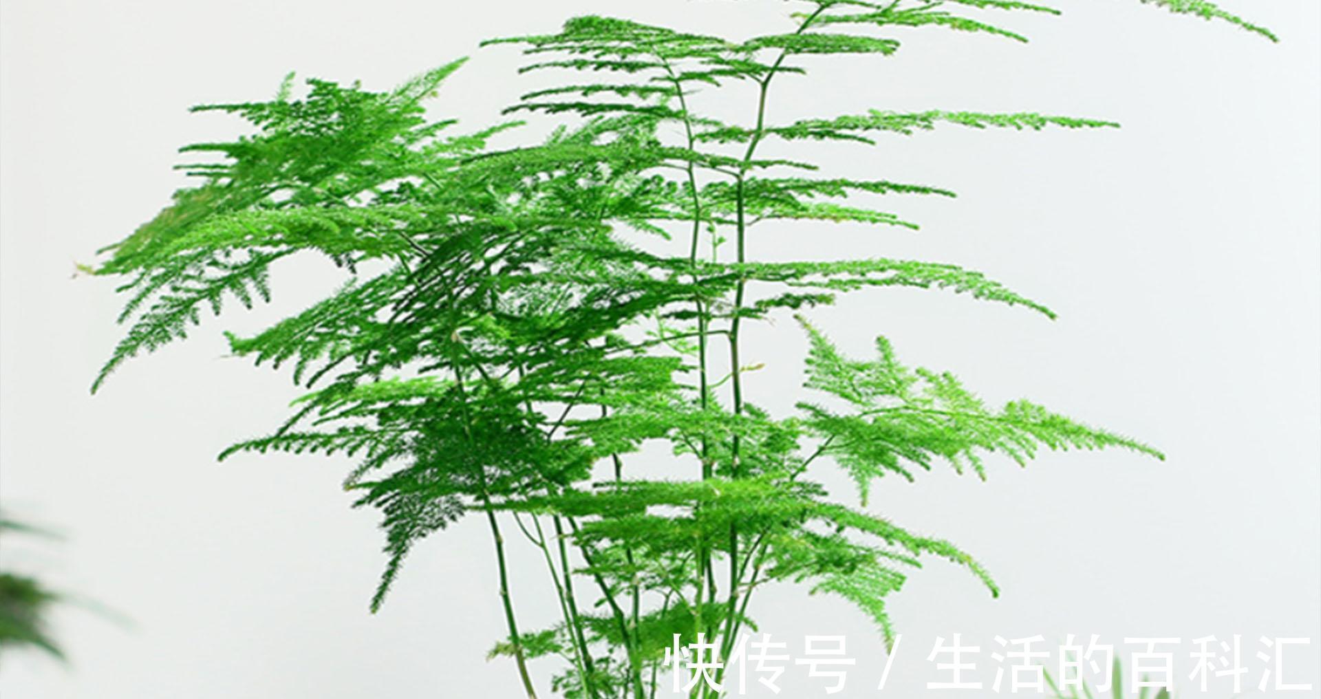 文竹秋季养护抓住重点,叶片不发黄,植株长势快,还能增强抵抗力