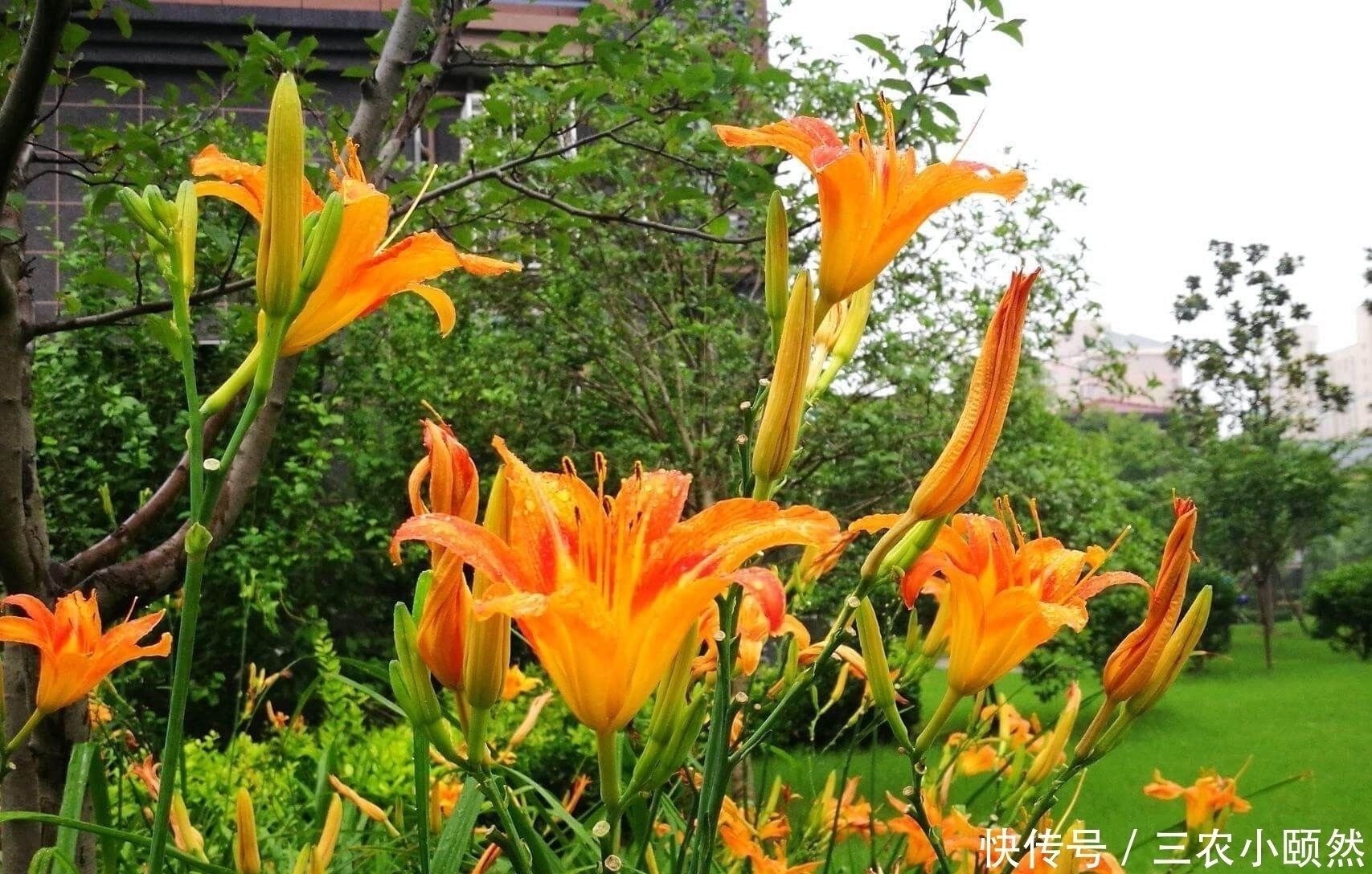 金针菜|农村一种常见野花,含钙量比木耳还高,如今45元一斤成高钙菜