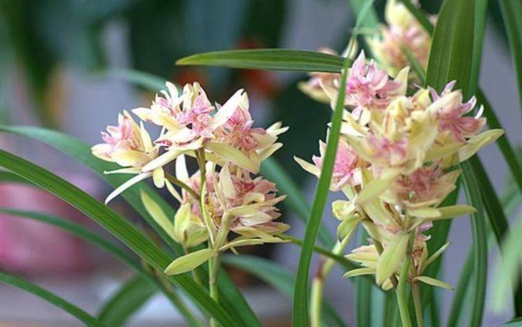 聪明人|聪明人都养4种花,开花又大又艳,比牡丹美,比绿萝好养!