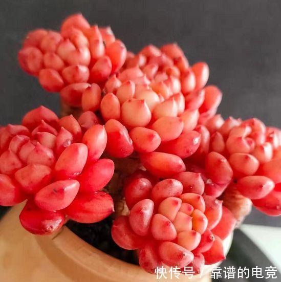 想让多肉冬季“变美”,除“阳光”多些,3“动作”也要重视