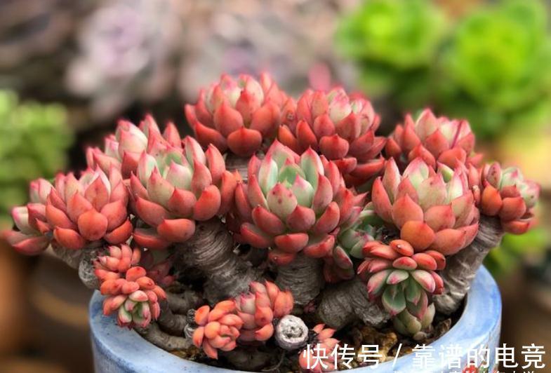 多肉奥普琳娜和娜娜小勾风格不同,一个以胖取胜,一个则娇俏可爱