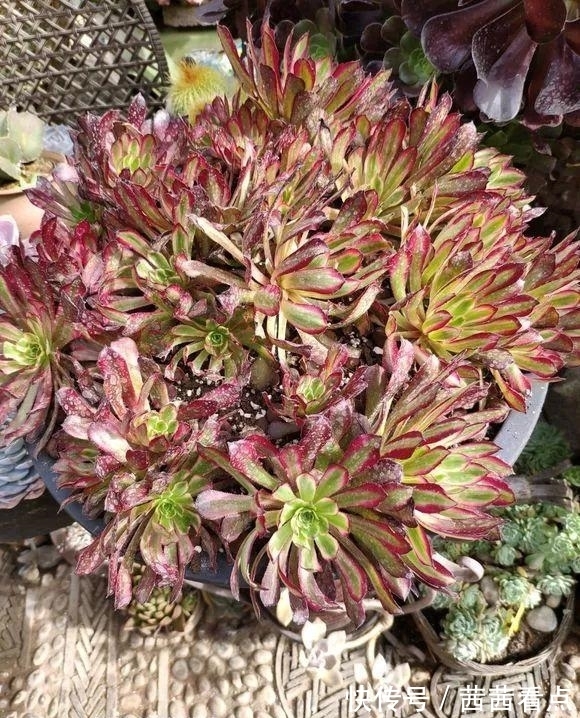 张大姐养多肉, 连屋顶也不放过, 8年种了3万棵!