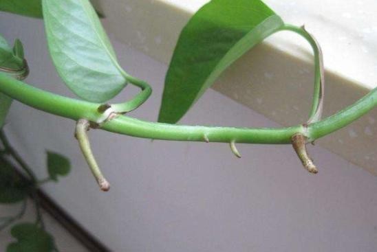 成活|绿萝扦插不成活?只需记住1个“点”,新手都能扦插一棵活一棵!