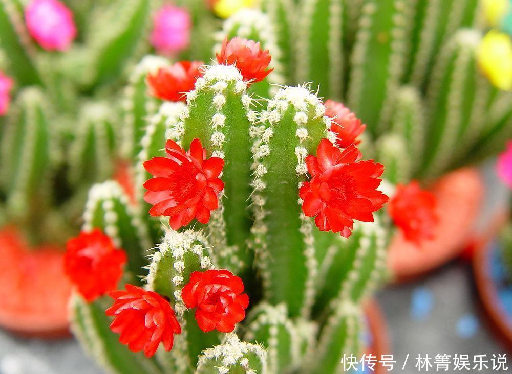 柔软|此花是坚强的花,因为心太柔软,所以才加了一套铠甲