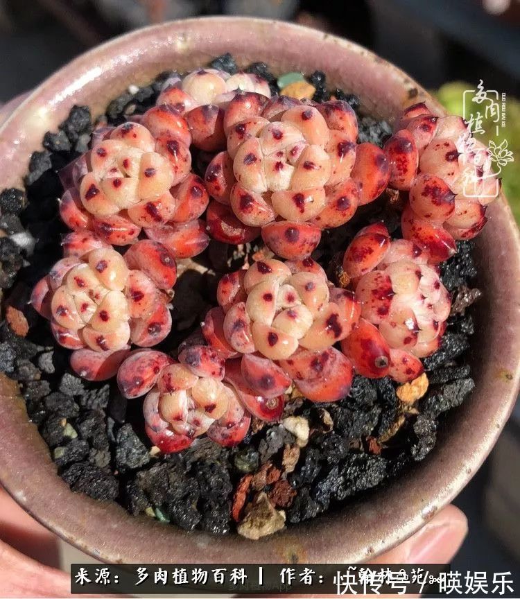 多肉花园梦青春正好,梦想趁早,别坐等自己变老!