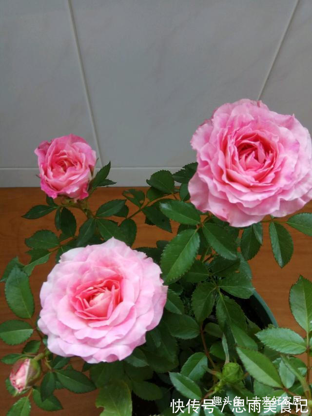 “珍品”柠檬黄三角梅,花姿高雅,赏心悦目,堪称养花必备